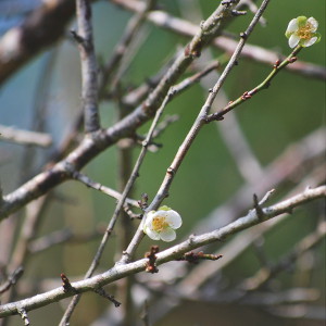 梅の花